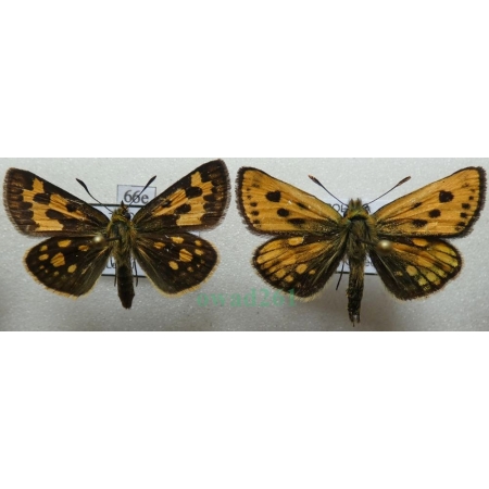 Carterocephalus silvicola (Meigen, 1829) pair Kosternik leśniak Poland66e